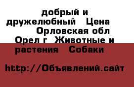  добрый и дружелюбный › Цена ­ 10 000 - Орловская обл., Орел г. Животные и растения » Собаки   